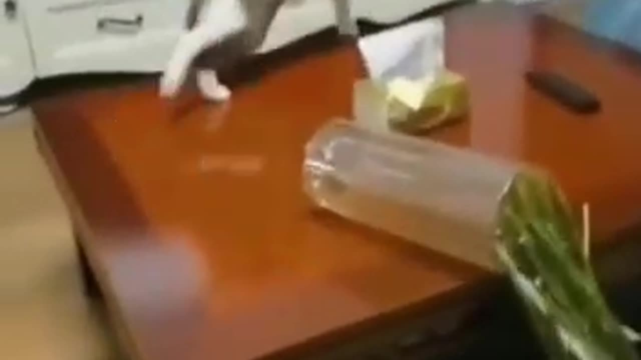 Cats are real destroyers 🐈 😻 🐈⬛️ 😺 🐱 😸
