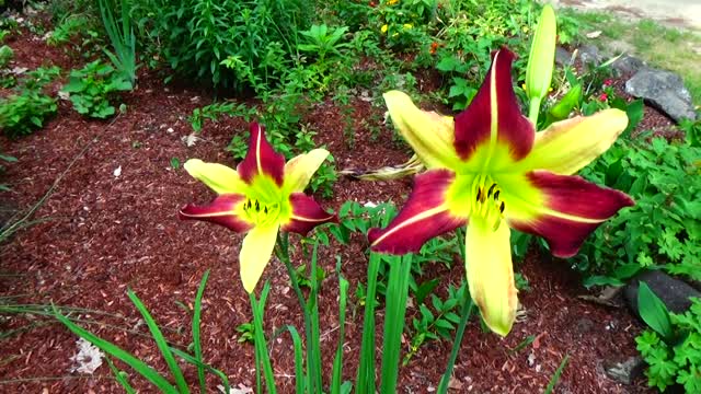 Daylilies