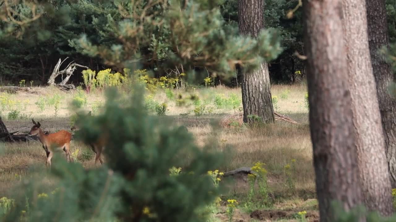 Edelherten lopend door bos en zwijn _ 2021 _ Veluwe _ 4K