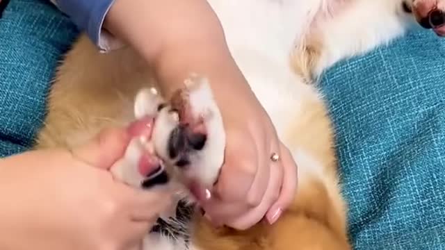 It's time for another Corgi care routine, do you think he enjoys it.-7