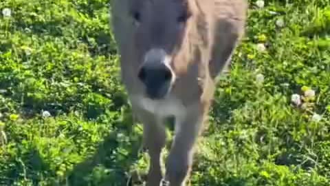 Waffles the Little Donkey thinks that every animal...