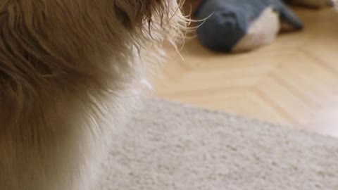 Funny dog short video