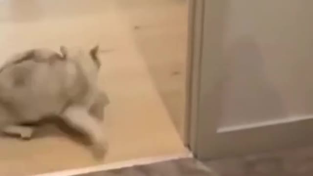 New funny cat n dog