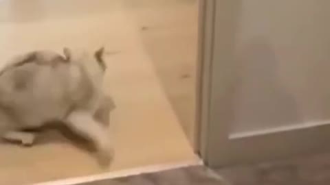 New funny cat n dog