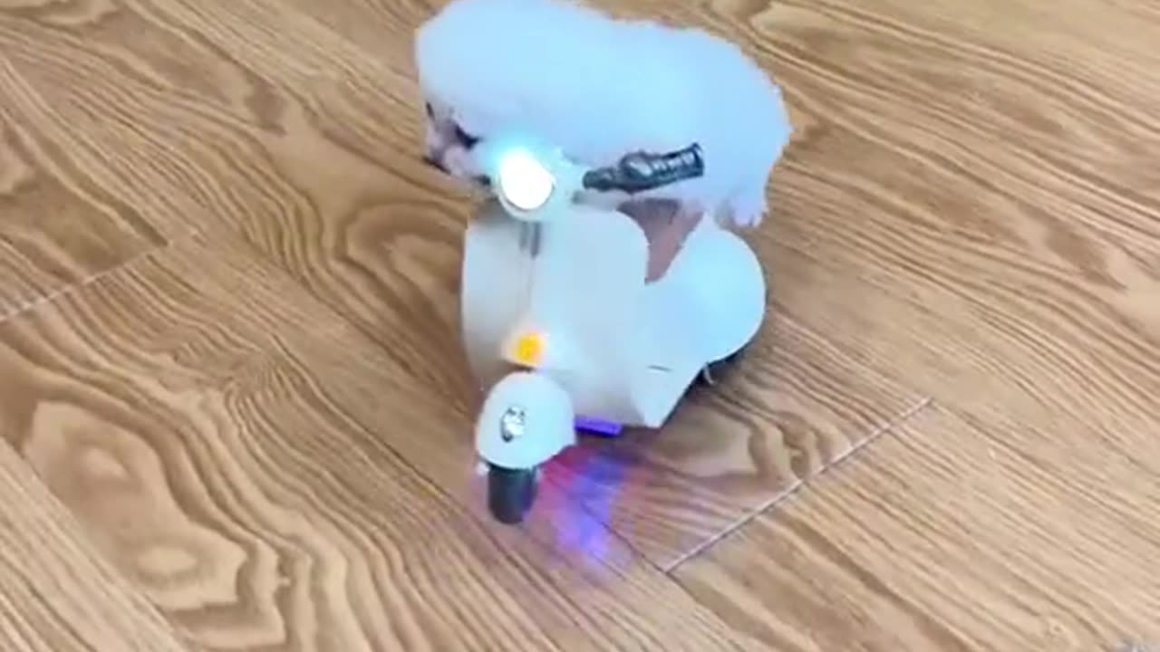 Funny cat