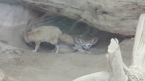 Desert fox