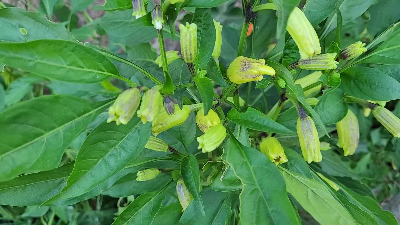 A Pepper Plant With Peppers That Have Large Bleeding Calyxes.