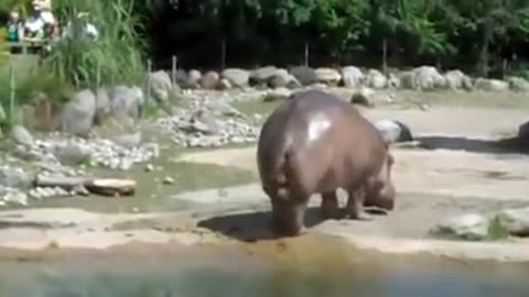 Hippo Sprays Poop Everywhere lol