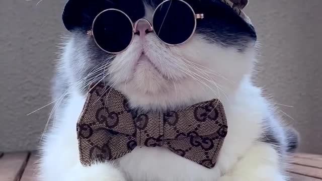 Cool cat 😺