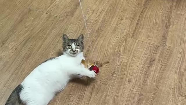 A cute cat playing game of hunting