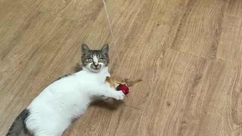 A cute cat playing game of hunting