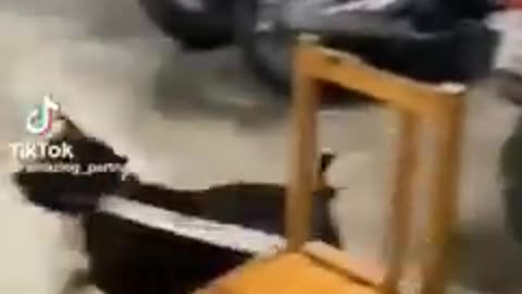 Funny Cats