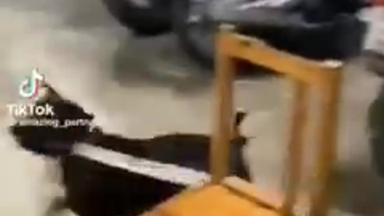 Funny Cats