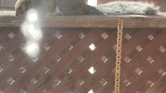 Squirrel relaxing