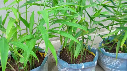 Too easy with the way to recycle old bags to grow ginger at home for many tubers