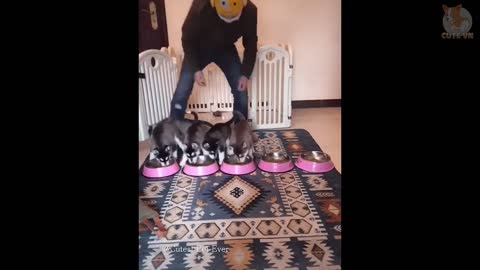 ♥TikTok Pets: Funny and Cute Pets Compilation #6♥