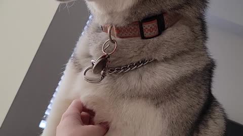 Husky Wakes Up Owner and Demands Chest Rubs