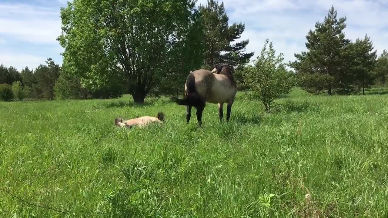 Sly foal falls over, pretends it meant to do it