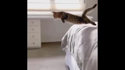 Cats jump