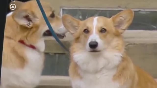 Loyal to the very end, the Queen's corgis Muick