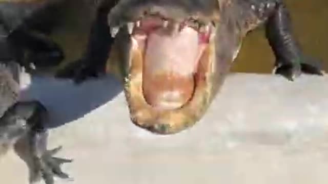 MY GOD WHAT A CUTE CROCODILE