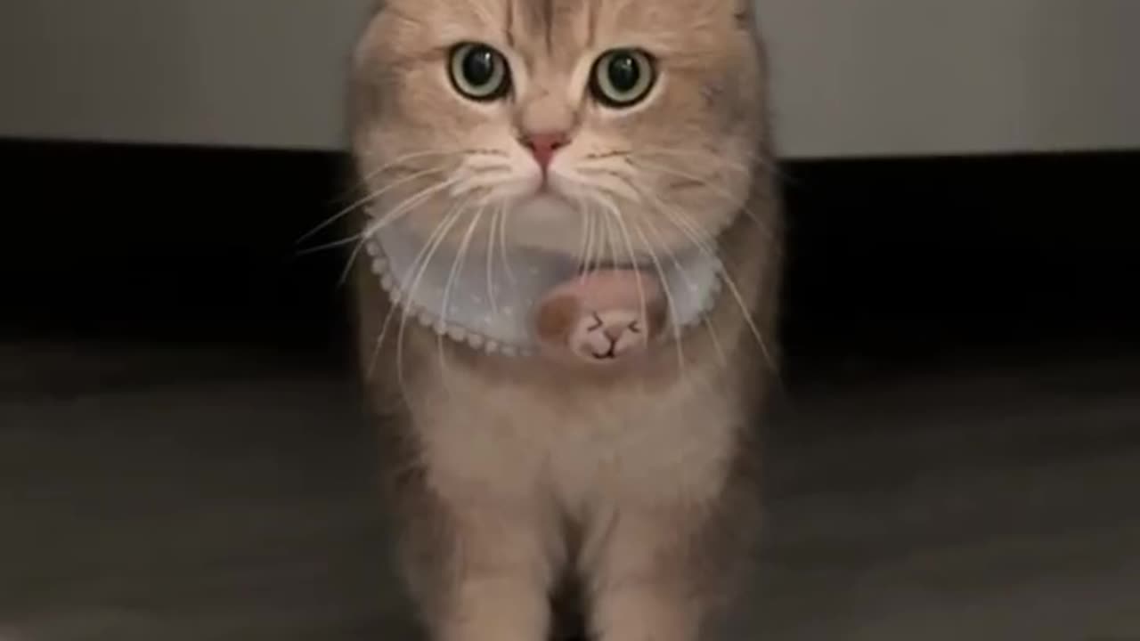 When you get home late, your cat be like-🥵