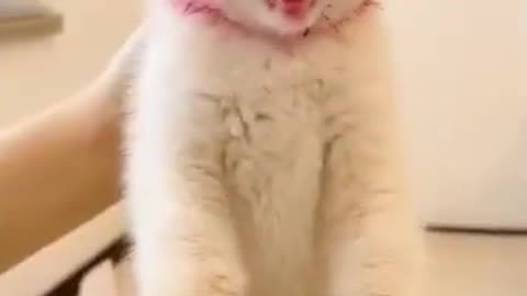 top funny cats videos
