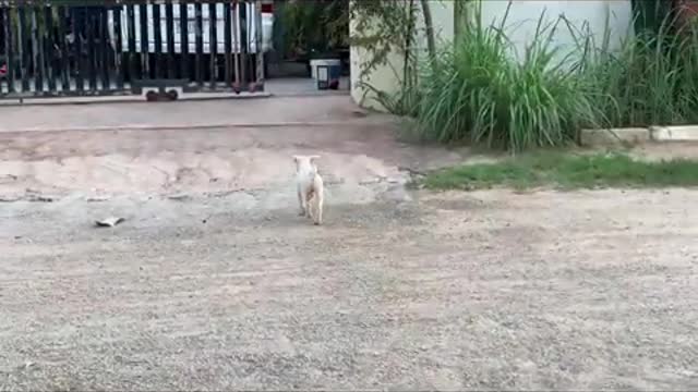 Funny Puppy On Swing - Little Pet Dog - Video Animal Blogger
