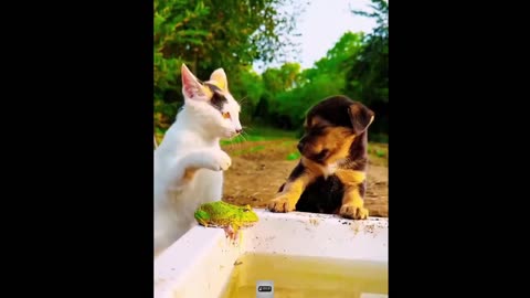 Funny animals