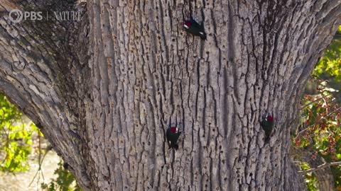 Acorn Woodpecker Family Guards Their Stash