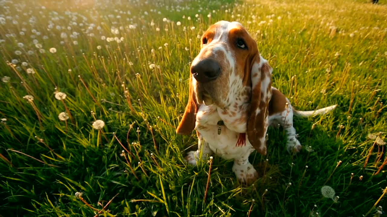 Dog sitting on the grass waiting for its owner