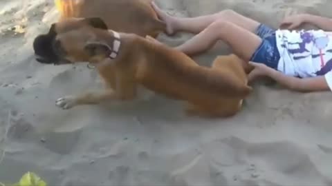 Dog buries owner with sand throws!