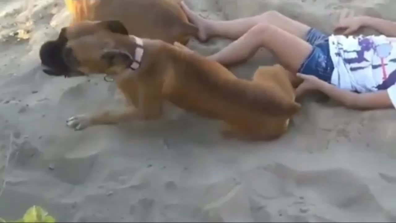 Dog buries owner with sand throws!