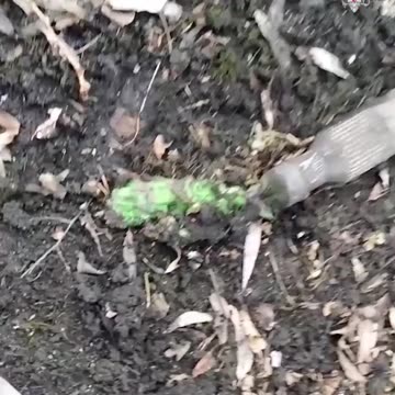 Terminator in the forest near Kremennaya