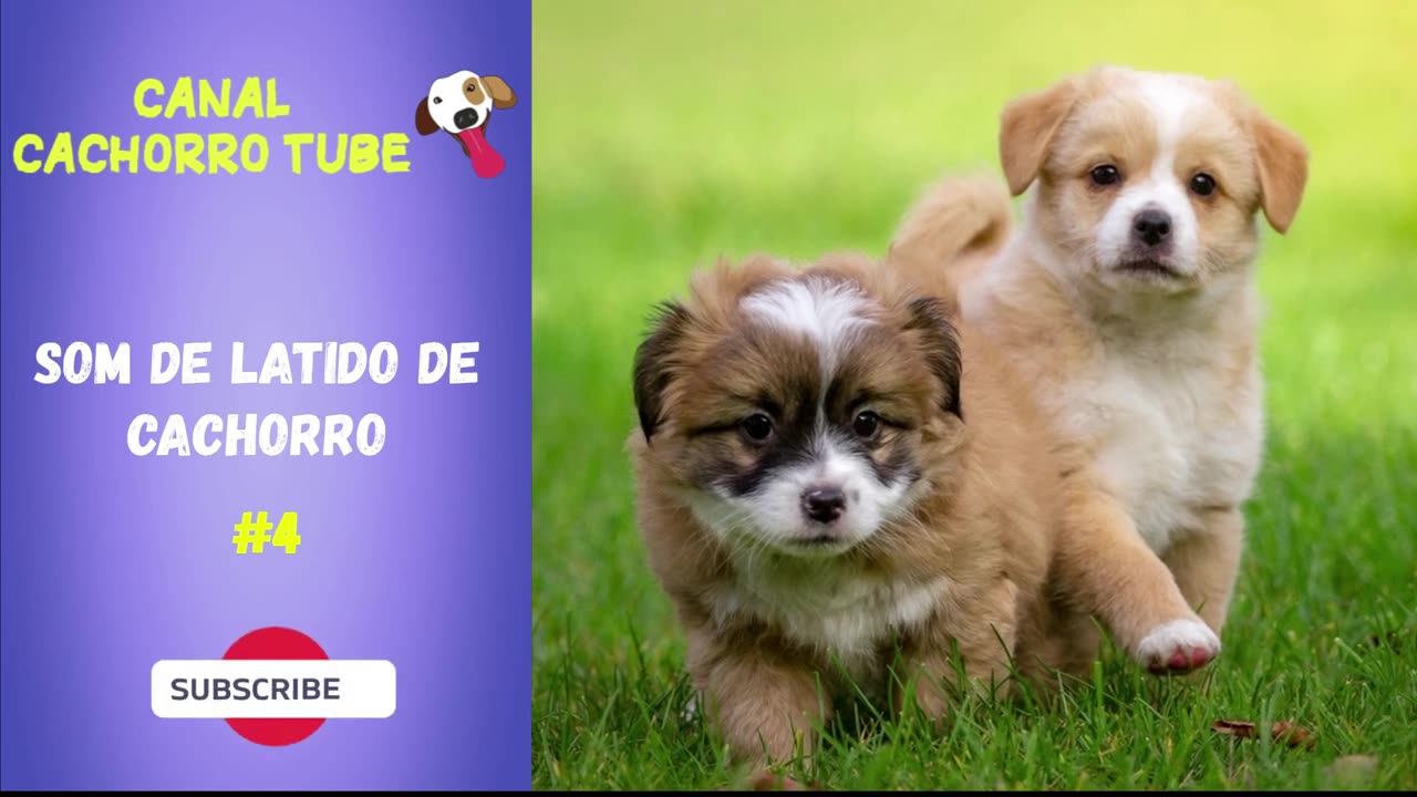 Som de Filhote de Cachorro Latindo - 5 Efeitos Sonoros de Latidos de Filhote de Cachorro