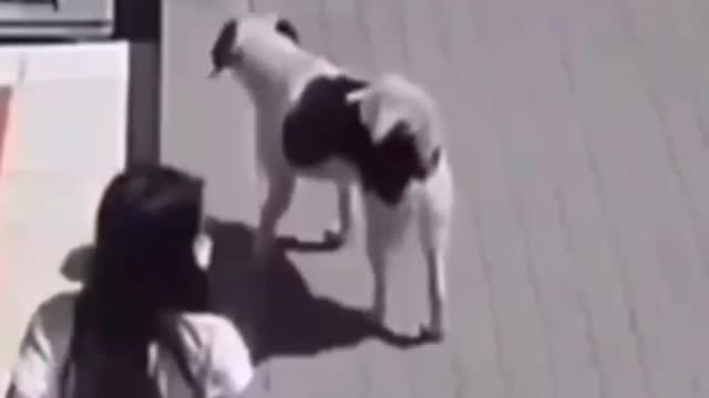 first time i see a dog peeing on a person