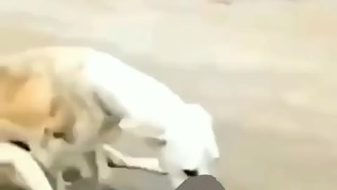 Funny videos of chickens and dogs