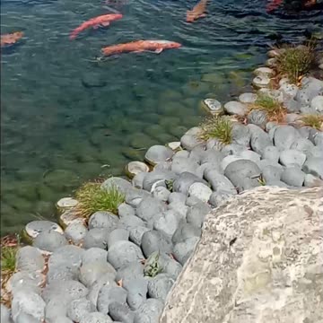 Cute little ducks and Koi fish