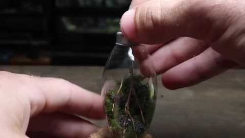 Lightbulb Terrarium