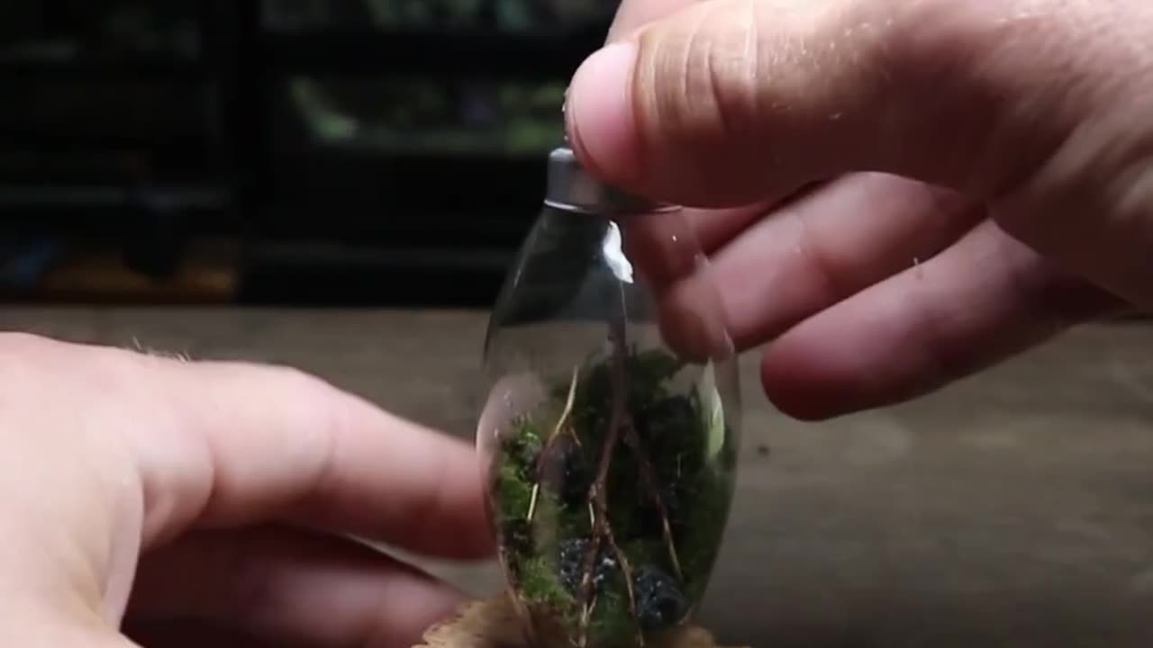 Lightbulb Terrarium