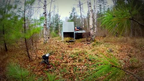 Extremely Rare - Four Siberian Tigers Released Into The Wild (1)