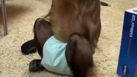 Monkey get phone as a gift and operating it so nicely