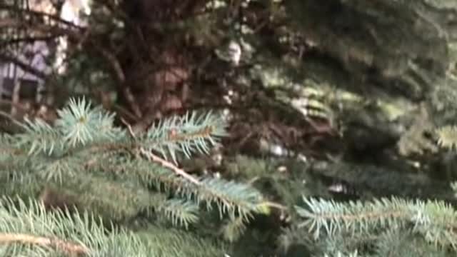 Common tree, who can give me the Latin