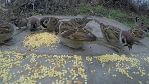 Wild Sparrows Eating Birdseed Placed On A Metal Surface