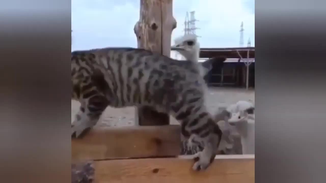 Cute animals, cats, mice, and other household pets