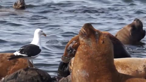 Seals With Sound