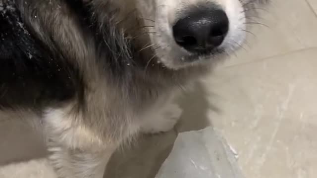 Funny dog with his bowl