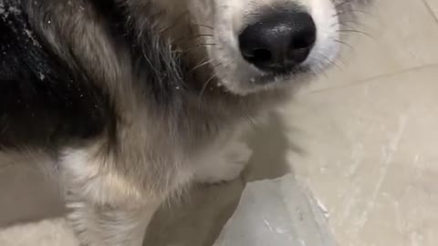 Funny dog with his bowl