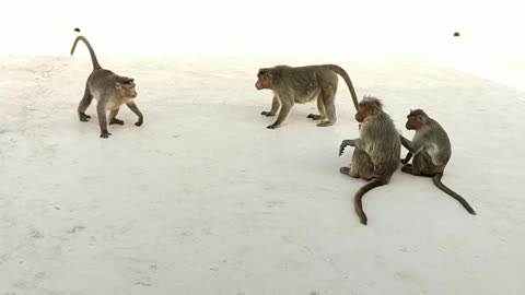 Monkey Fight Funny Video Cute Animals Monkey