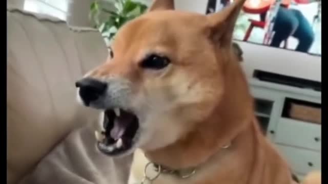 What's going on here? Why do they make such noises?